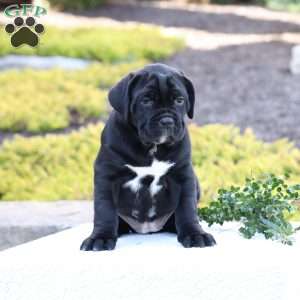 Daisy, Cane Corso Puppy